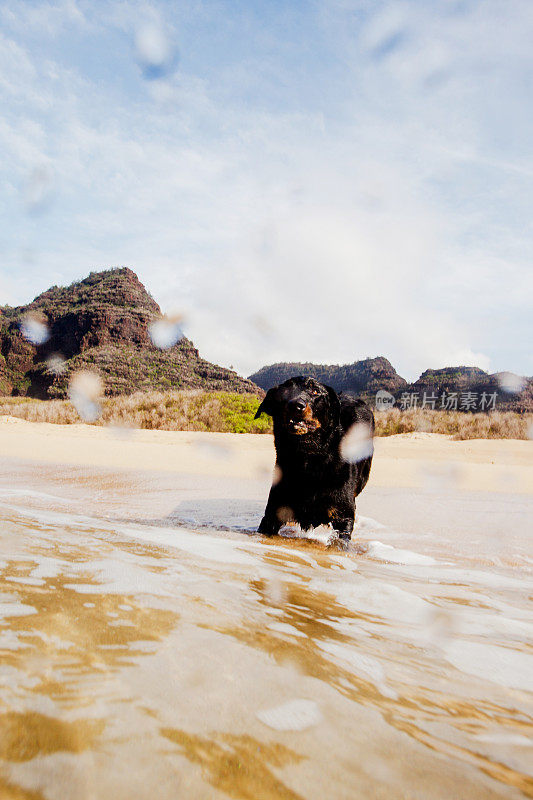 在夏威夷考艾岛波利黑尔州立公园的海滩上，一只Beauceron Shepherd。